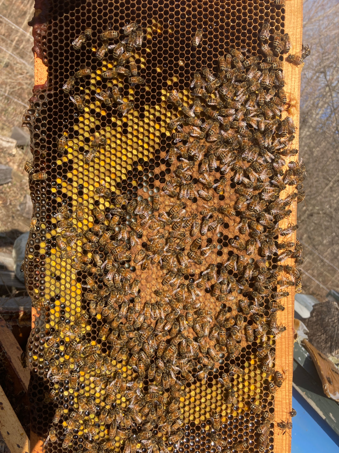 First pollen and the end of sugar season.