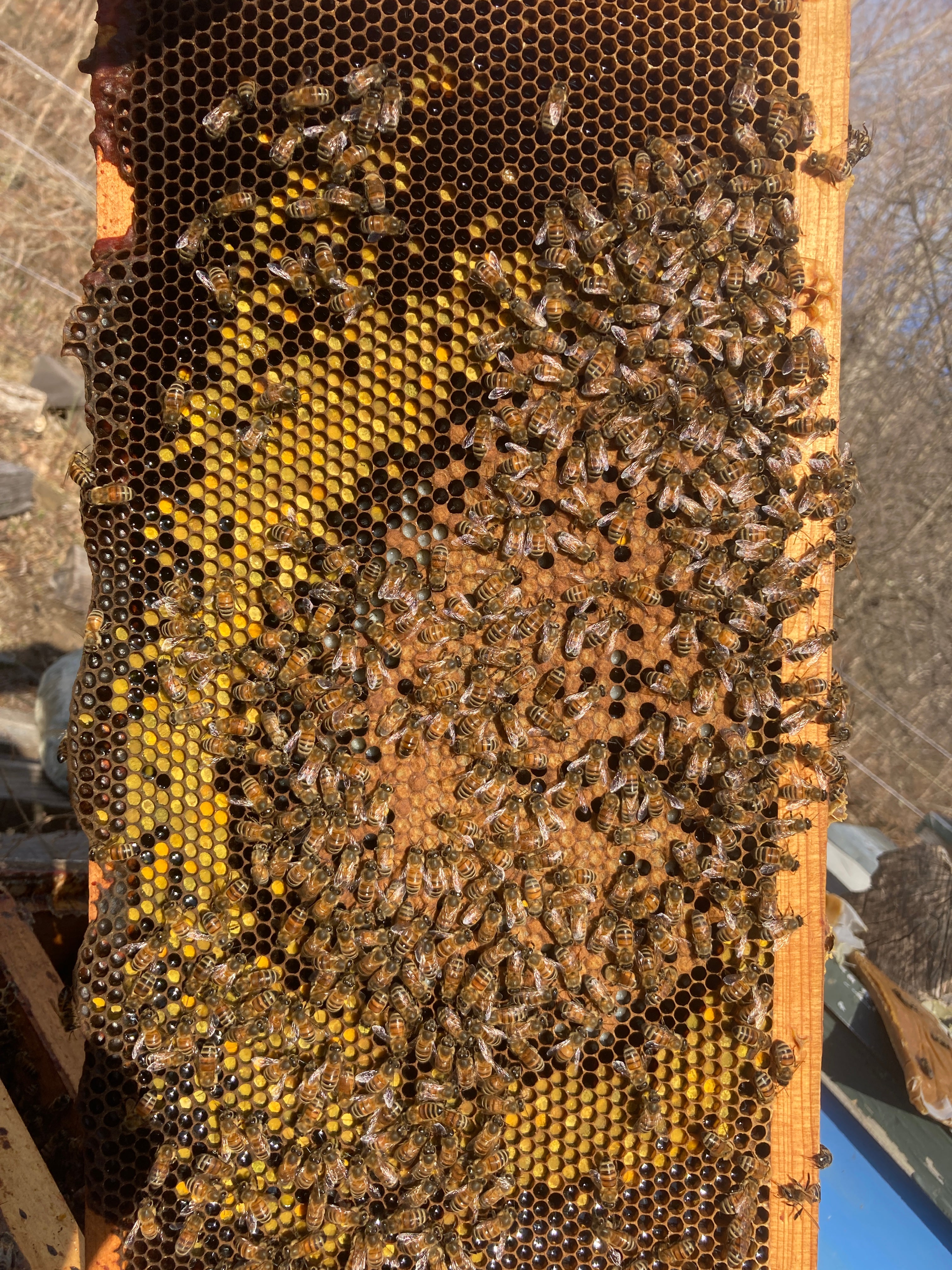 First pollen and the end of sugar season.