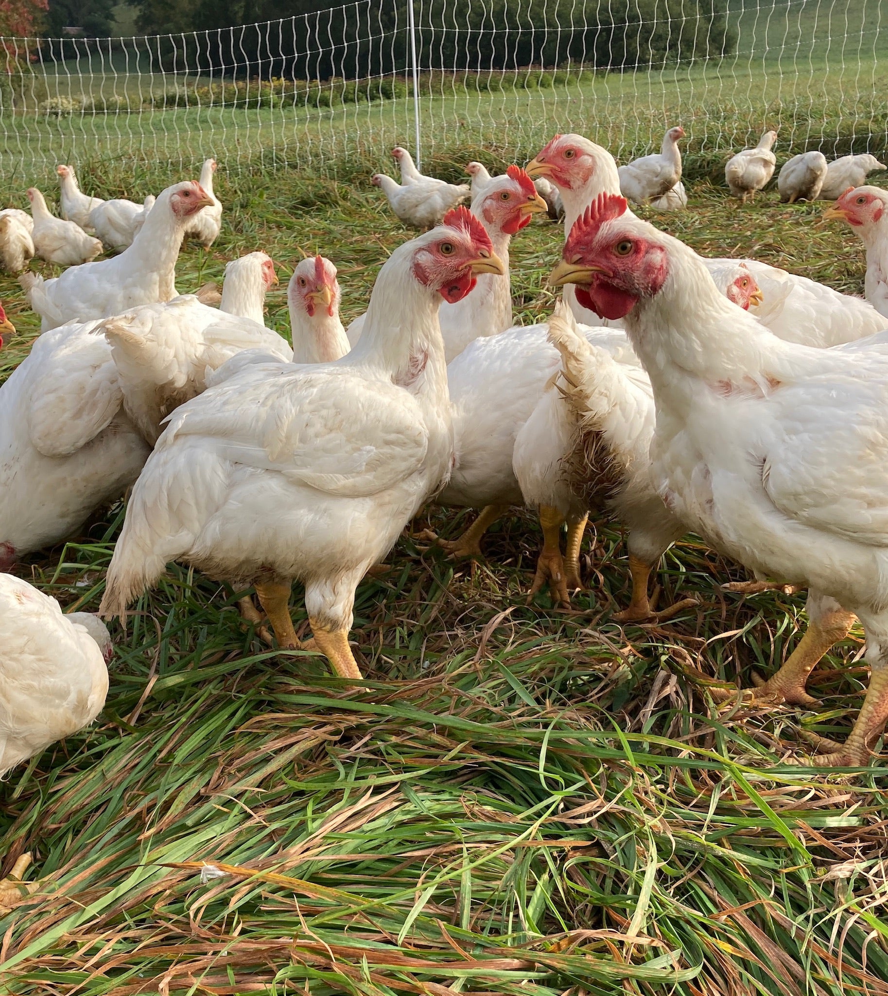 Chicken - Whole Bird - Certified Organic - Pasture Raised – Waseda