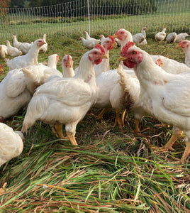 Pasture Raised Whole Chicken (non-GMO, organically fed)