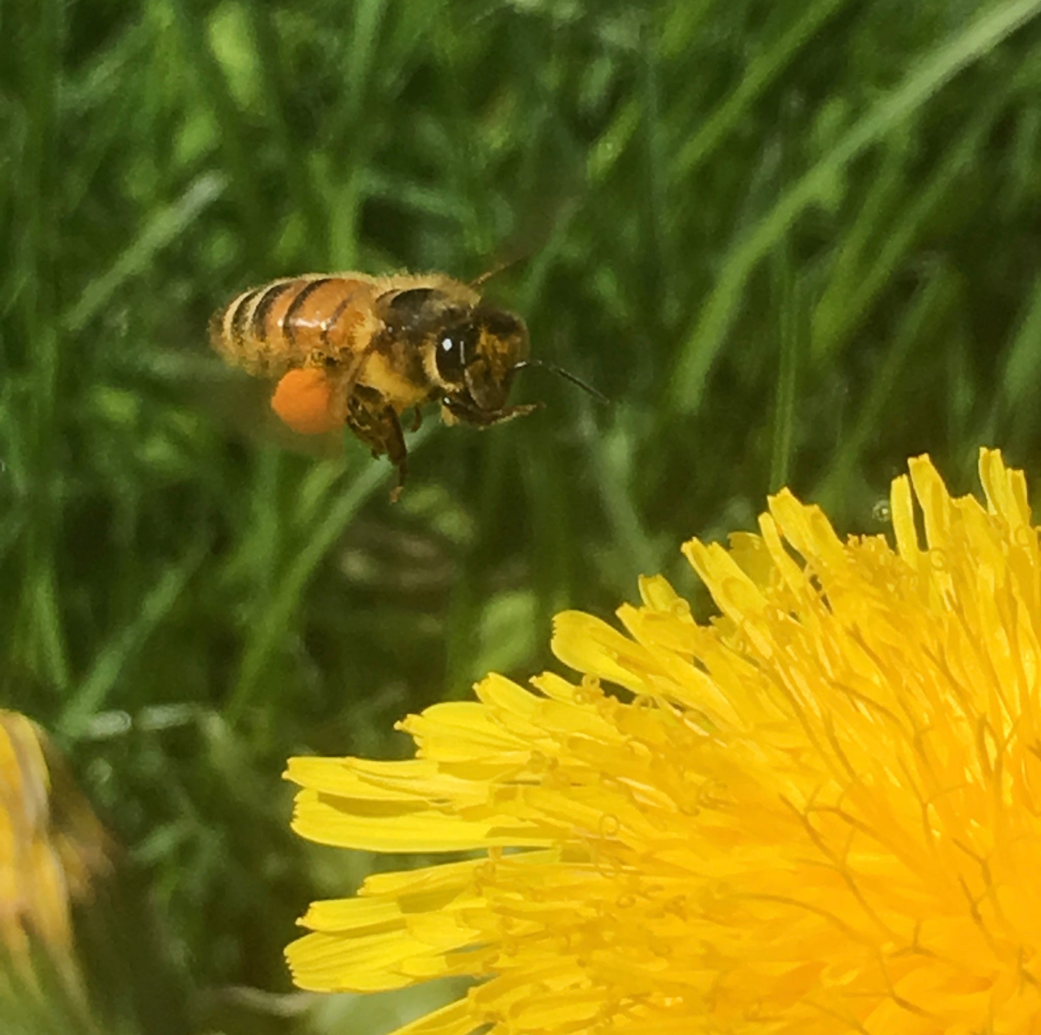 Raw Wildflower Honey