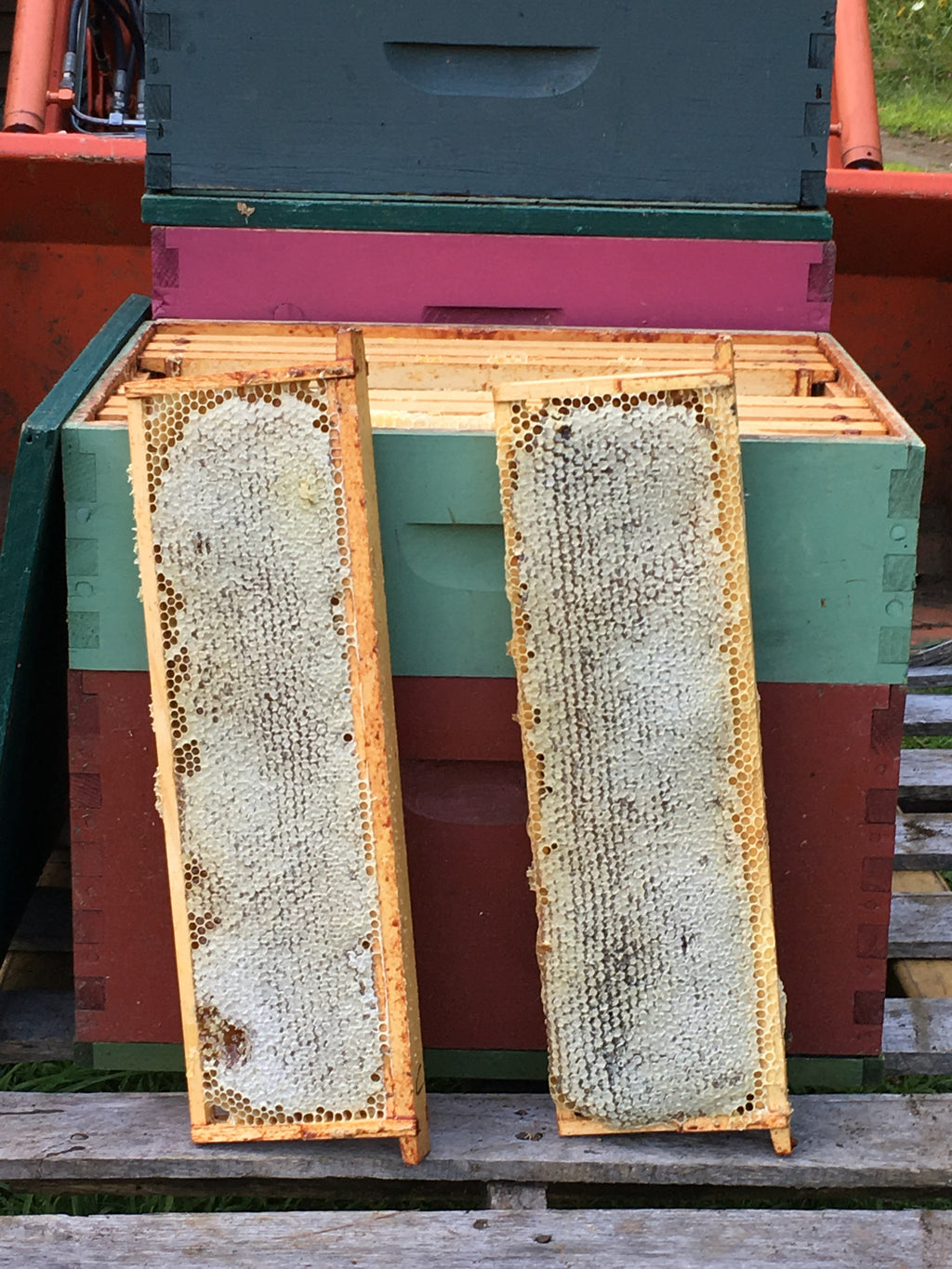 Raw Wildflower Honey