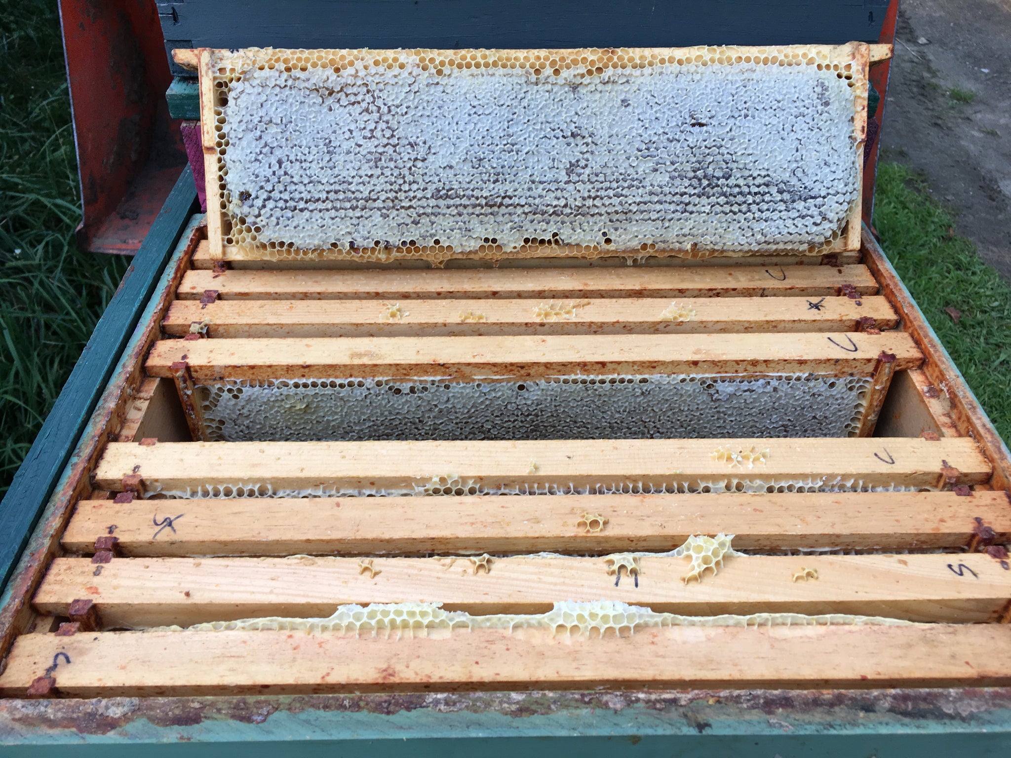Raw Wildflower Honey