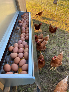 Pasture Raised Brown Eggs