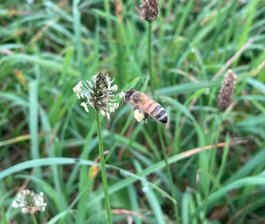 Raw Wildflower Honey