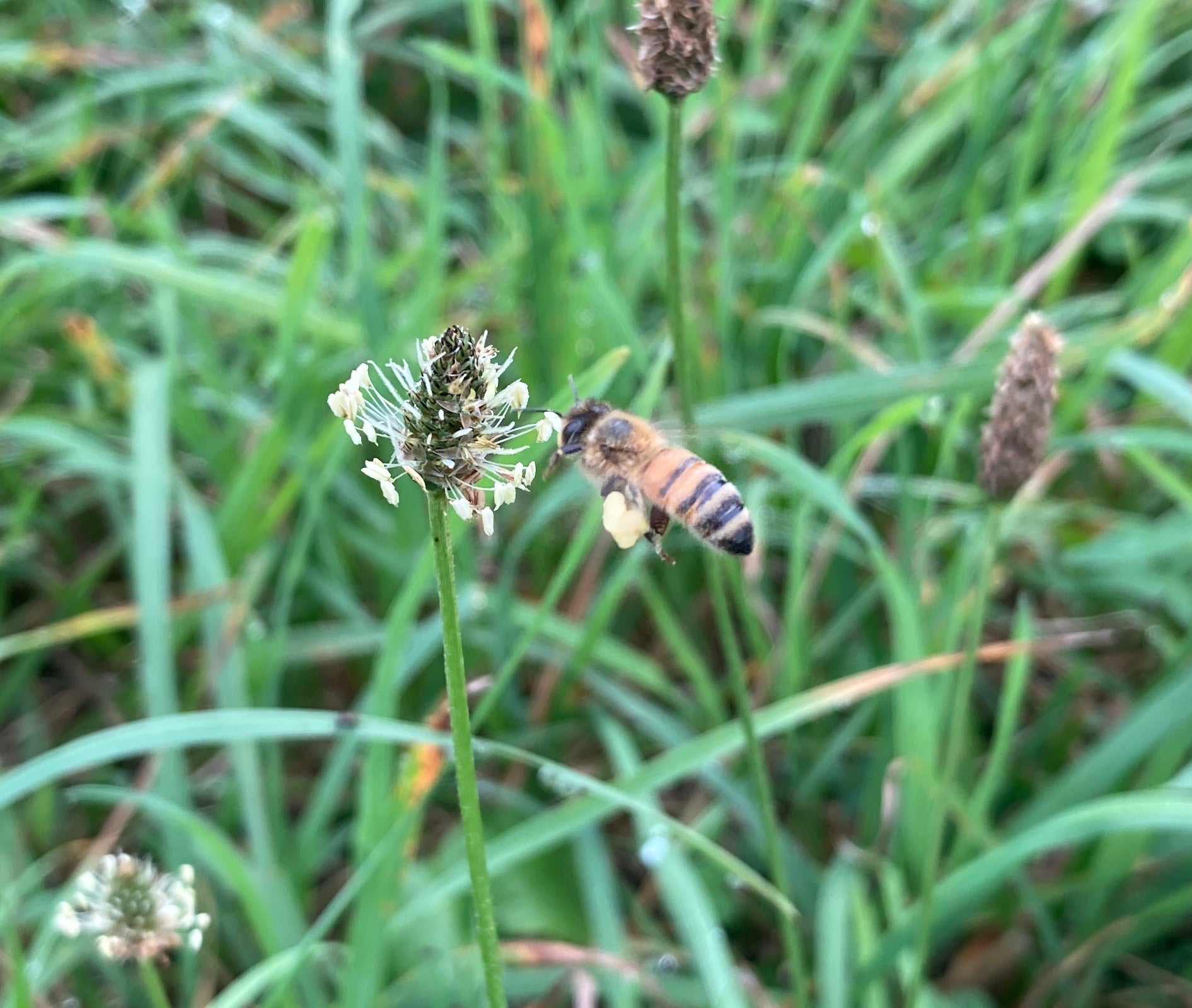 Raw Wildflower Honey