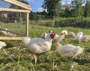 Pasture Raised Whole Chicken (non-GMO, organically fed)